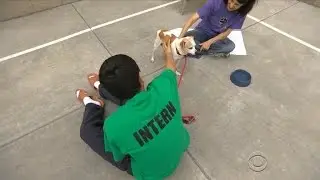 Youth detention center connects teens with dogs