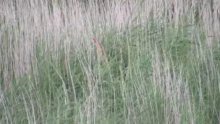 Bittern - Ham Wall RSPB - Somerset  - 31/07/2017