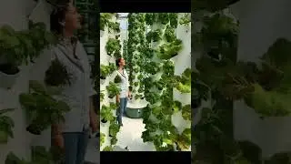 Вертикальная грядка из трубы. Круто получилось!