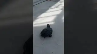 my turtle || active turtle