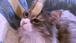 Mishico АСМР Relax ZeN Cat /Video for Health/ :)