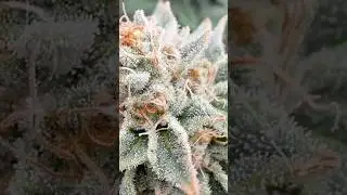 Week 7 of flower #acinfinity #flower