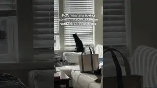 Raised the blinds for Harley and he proceeded to do this on the window #catdad #blackcat #catshorts