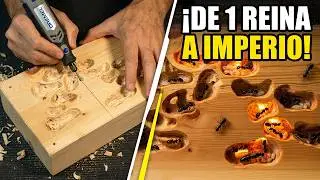 Simulando una colonia de hormigas carpinteras | 100 d&iacute;as