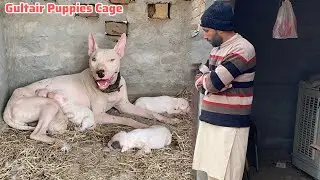 Gultair Puppies ka Cage thk Hai ya nai? Kohati Gultair Puppies 🐶 Pets Lover in Punjab 