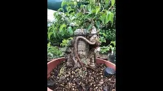 Bonsai, Roots over a Temple 2