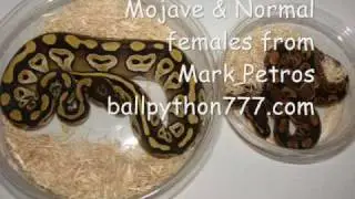 Ball Python slide show Mojave + more