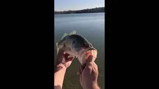Berkley Drip Minnow Works great For Winter Fishing!