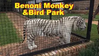 Surprisingly We found Benoni Monkey and Bird Park in Benoni with !!!TIGERS!!!