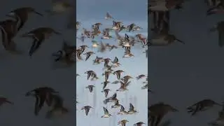 Shorebird Magic