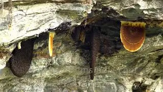Himalayan giant bee hives - some abandoned and some abuzz with activity