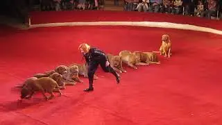 𝟏𝟎 dogs❗️ Unbelievable circus jumping show