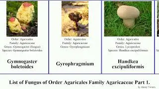 List of Fungus of Order Agaricales Family Agaricaceae Part 2. lepiota leucoagaricus cystoderma wig