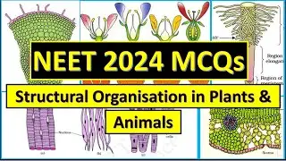 100 Most Repeated NEET MCQs - Structural Organisation in Plants and Animals || NEET 2024 Practice