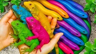 Amazing Catch Most Beautiful Aquarium Fish In Giant Colorful Egg, Three Tailed Fish, Betta Fish, Koi