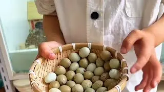 Home Quail Breeding | Quail laying Eggs | quail Farming