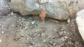 Healing the desert with ... Quercus gambelii (Gamble oak)