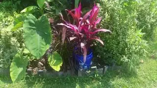 Zone 6 Tropical Garden ( July 18 ) update 7