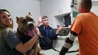 Pitbull Goes To The Vet