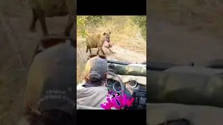 Hyena Steals Odd Object: A Funny Wildlife Encounter#hyena #wildlife #animalencounter