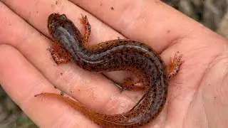 Swamp Herping Livestream!