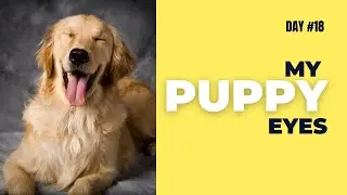 😀Funny Journal Of Cats And Dogs #Day18