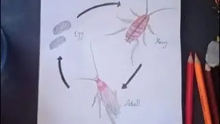 How to draw a cockroach | Life cycle of a cockroach | easy drawing |
