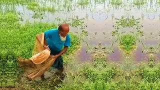 Traditional Net Fishing by Skilled Fisherman - Best Cast Net Fishing - Village Fishing Video