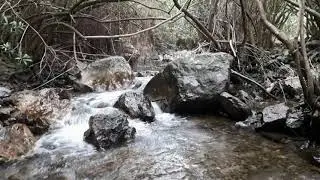 Adelfal del R&iacute;o Cuadros en el Parque Natural de Sierra M&aacute;gina. Bedmar (Ja&eacute;n)