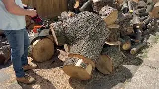 Massive Crotch Log Cutting
