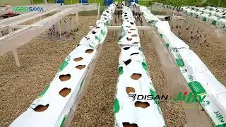 Infraestructura y Tecnología para el Cultivo sin Suelo de Fresas en Invernadero
