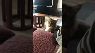 Akela der gro&szlig;e Kater 🐈&zwj;⬛