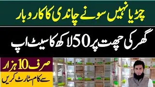 Finch Farming Business Idea In Pakistan 2021