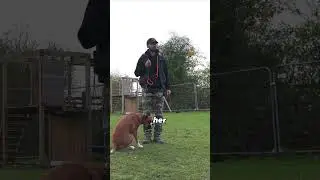PAY YOUR DOG in the EXACT position you want them in #dogtraining