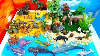 Learn animals names - Cold-blooded and Warm-blooded Animals-DIY Diorama
