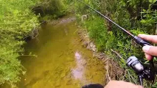 parau plin de pastravi in Apuseni