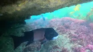 California Sheephead in Caves - December 2025