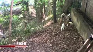 Grazing goats clear overgrown land at Atlanta Synagogue