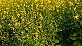 Suman Sangwan Bhiwani is live!