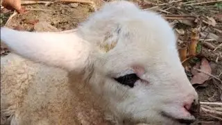 &ldquo;From Lab to Pasture: My Journey as a PhD scholar into Sheep Farming 🐕 | #youtube#viral 