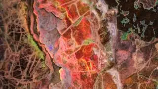 Ammolite from the Mine