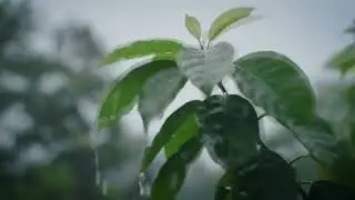 Rain on Green Leaves 🌧️ Close-Up Nature Sounds for Deep Sleep