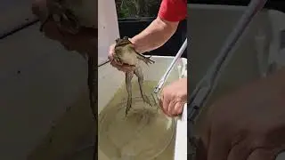 Frog Meowing Like an Angry Cat