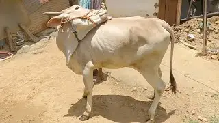 Jawari breed heifer at Thoravanda
