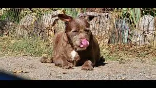 Macadamia nut Poison in dogs and Charles in home treatment