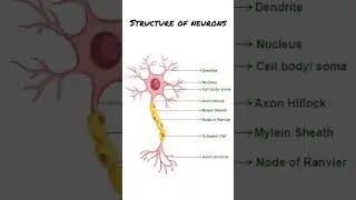 #shorts# bsc nursing # structure of neurons # shorts #