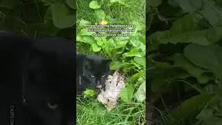 Hungry Cat Steals Whole Roast Chicken 🍗😂