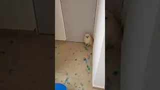 Dog Imprints Entire House's Floor With Paws Dipped Inside Blue Food Color - 1210626