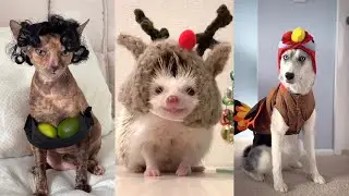 Animal Trends TikTok part 2 / Compilation of funny pets / CUTEST animals that will MAKE YOUR DAY