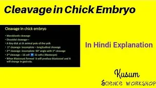 Cleavage in chick Embryo || In Hindi || Kusum || Science workshop